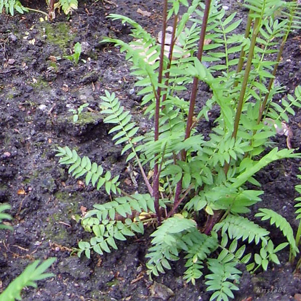 (Polemonium coeruleum)