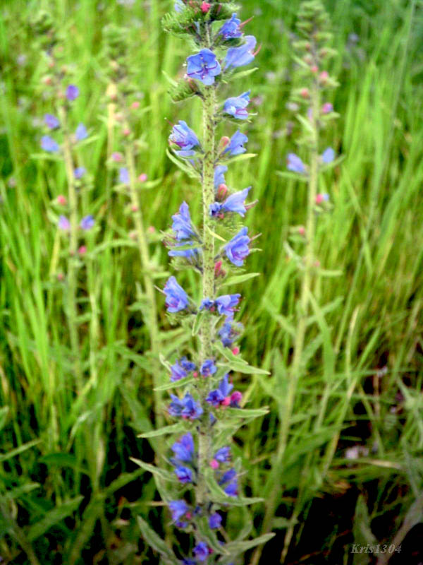 (Echium vulgare)