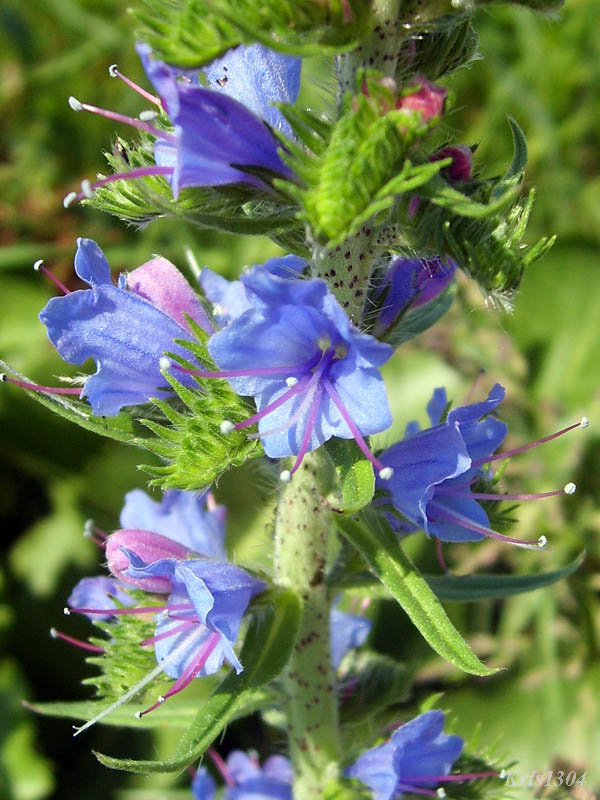 (Echium vulgare)