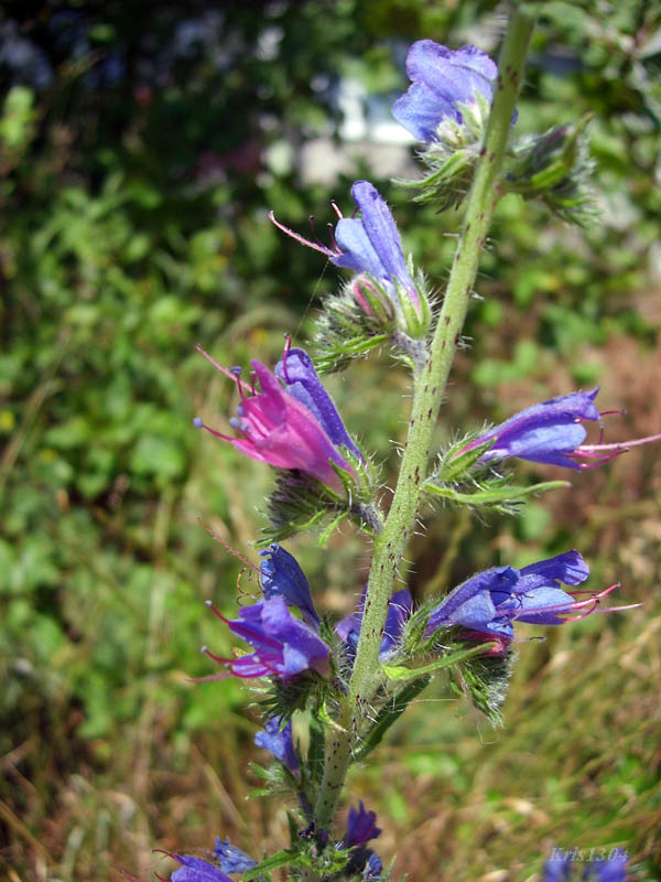 (Echium vulgare)