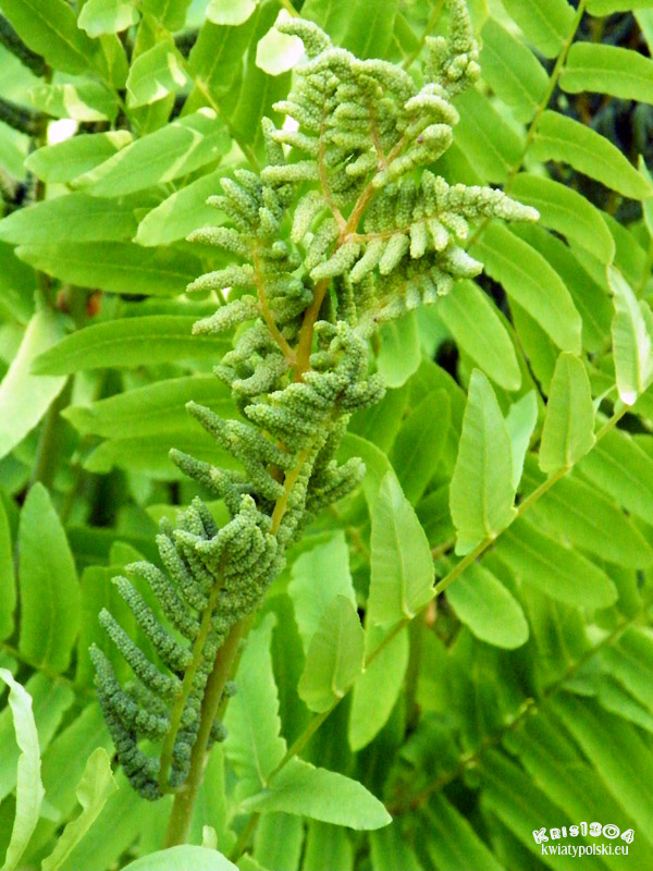 (Osmunda regalis)