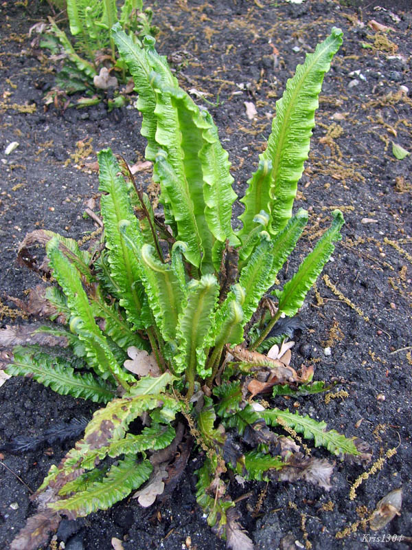 (Phyllitis scolopendrium)