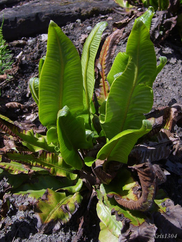 (Phyllitis scolopendrium)