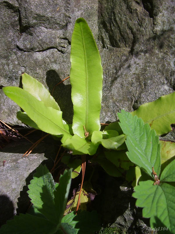 (Phyllitis scolopendrium)