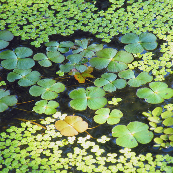 marsylia czterolistna