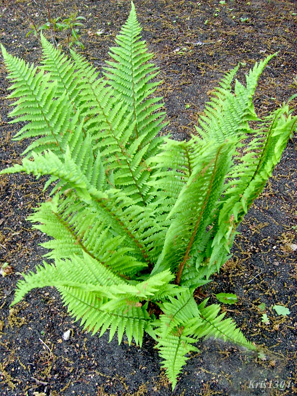 (Dryopteris filix-mas)