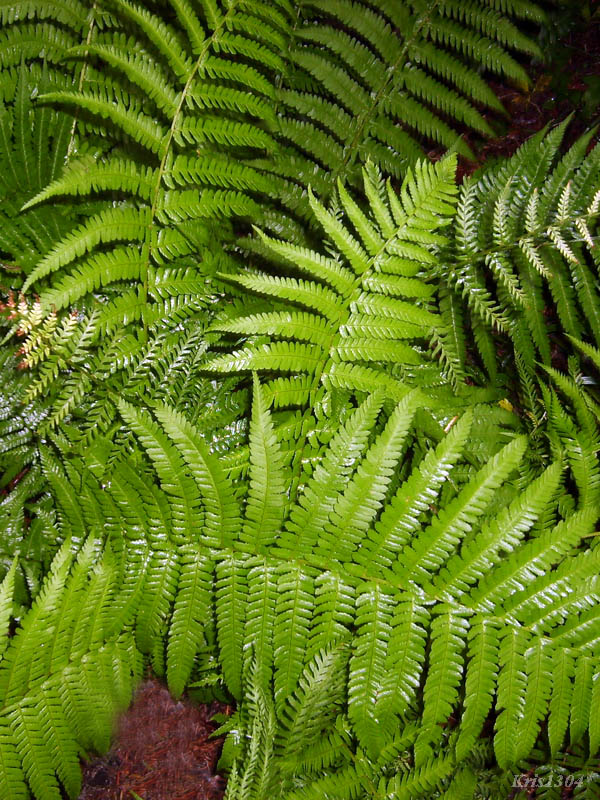 (Dryopteris expansa)