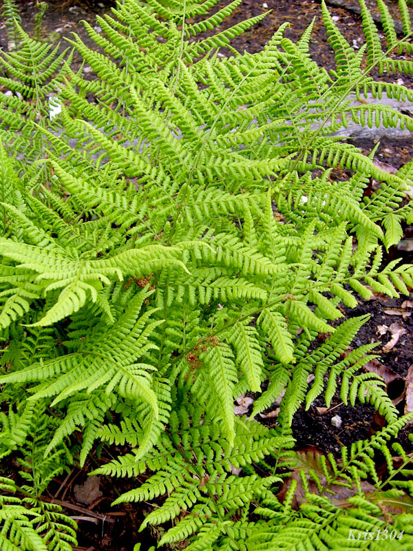 (Dryopteris dilatata)