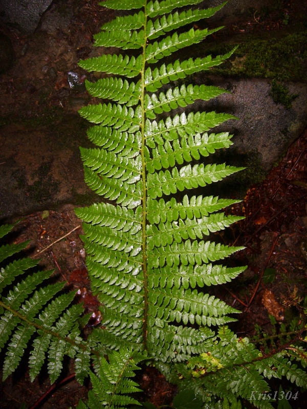 (Polystichum aculeatum)