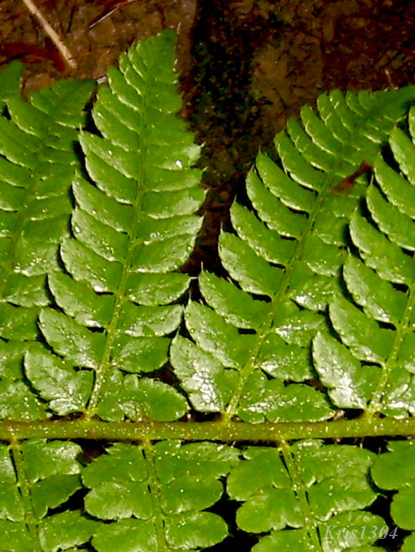 (Polystichum aculeatum)