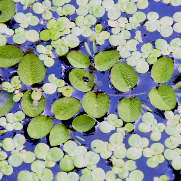 salwinia pływająca