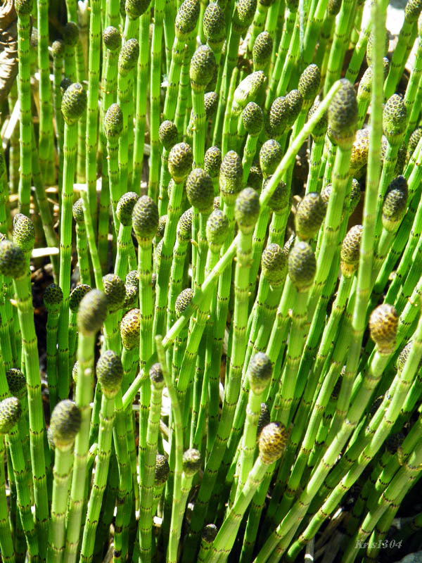 (Equisetum fluviatile)
