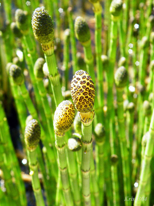 (Equisetum fluviatile)