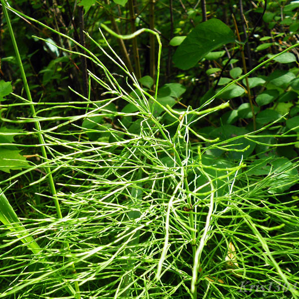 (Equisetum pratense)