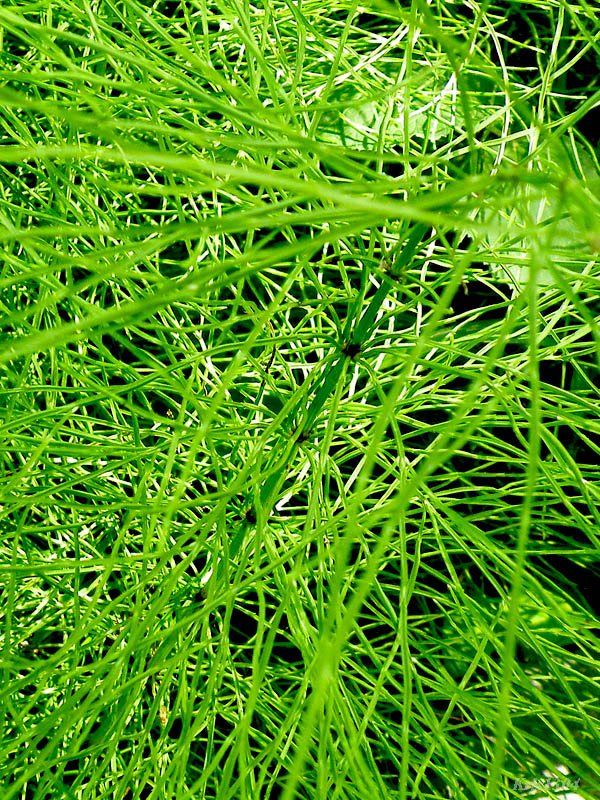 (Equisetum pratense)