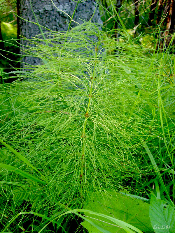 (Equisetum sylvaticum)