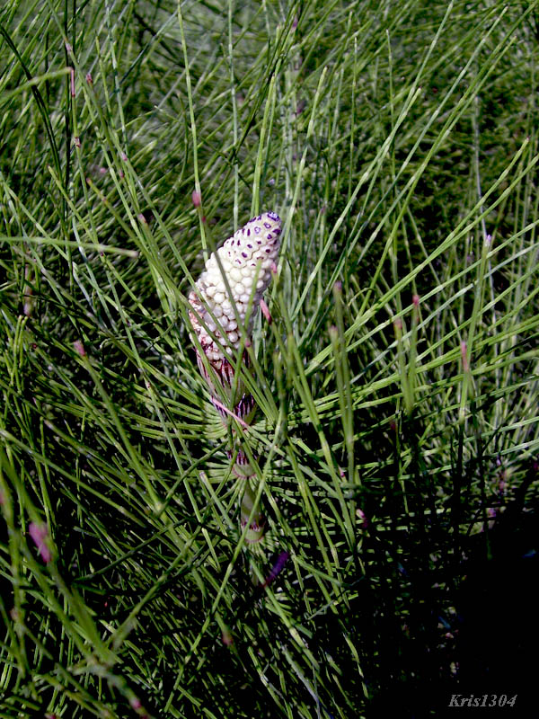 (Equisetum telmateia)
