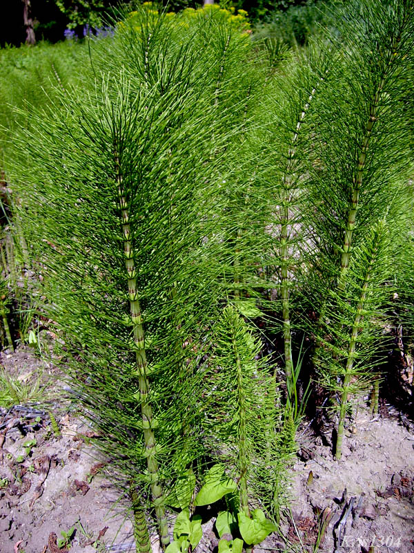(Equisetum telmateia)