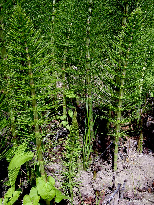 (Equisetum telmateia)