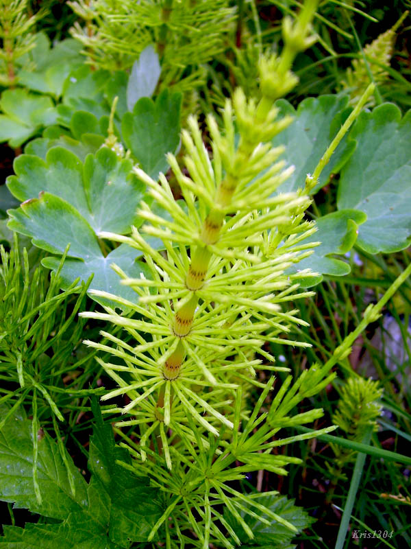(Equisetum arvense)