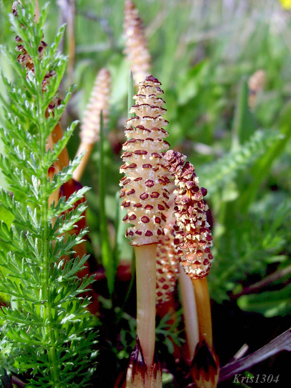 (Equisetum arvense)