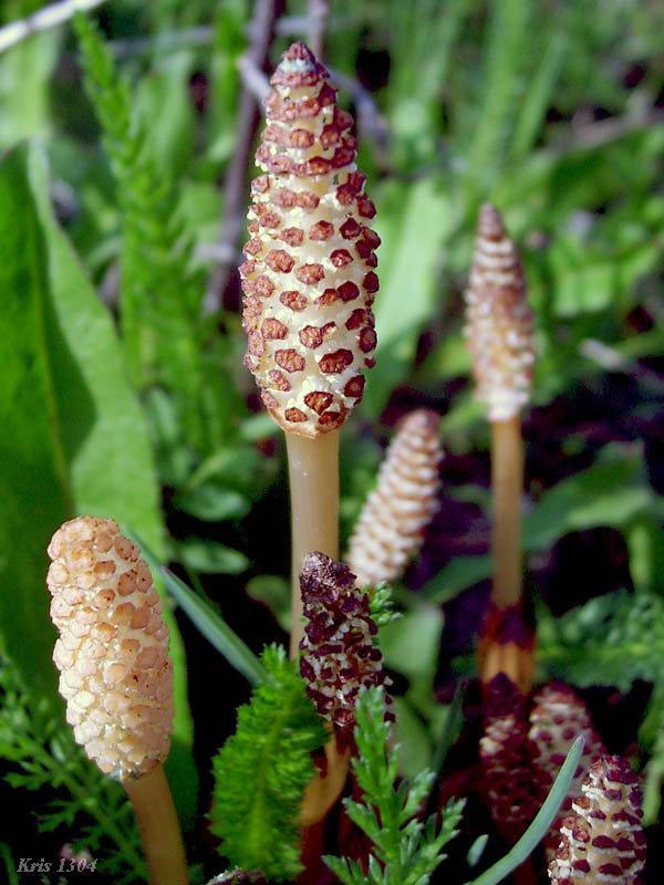 (Equisetum arvense)