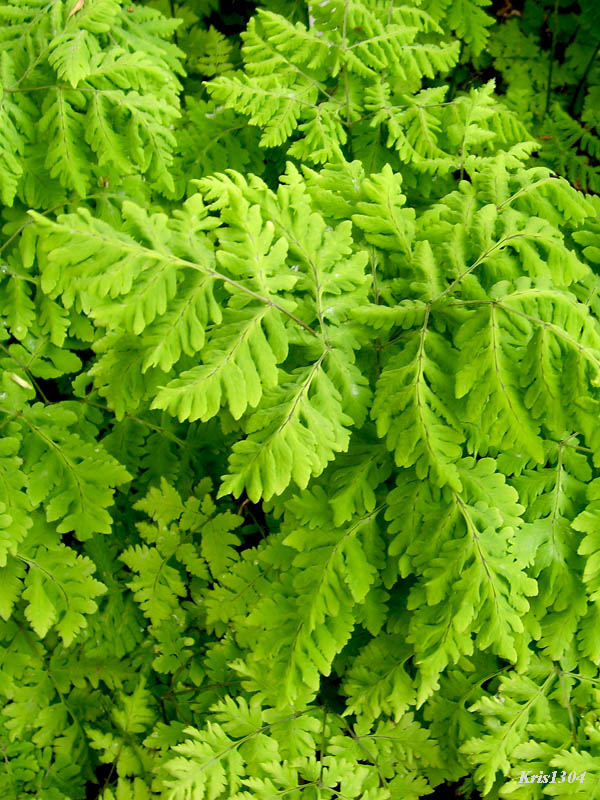 (Gymnocarpium dryopteris)