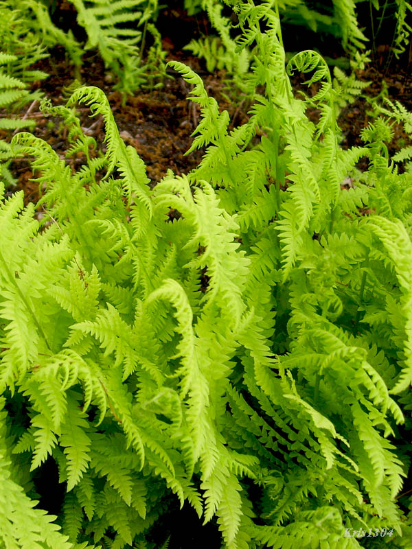 (Thelypteris palustris)