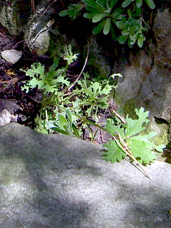 (Asplenium ruta-muraria)
