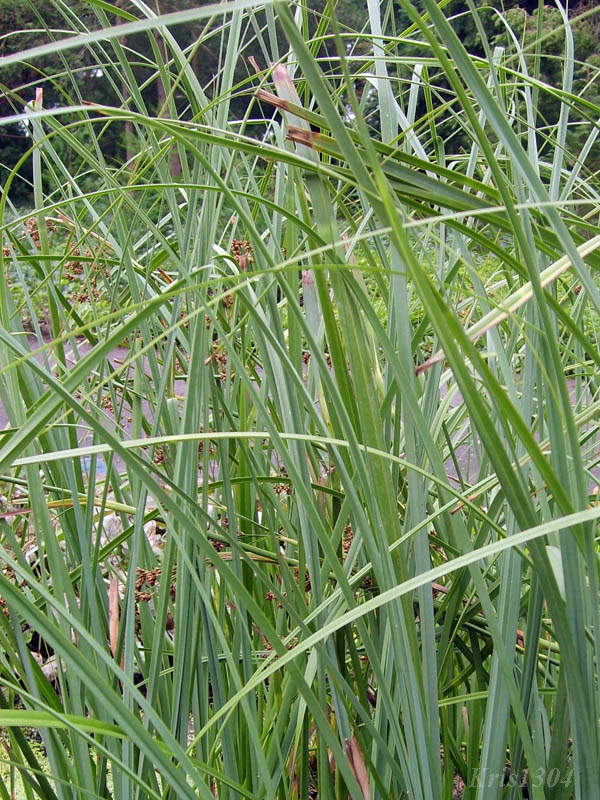 (Cladium mariscus)