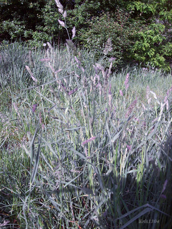 (Dactylis glomerata)