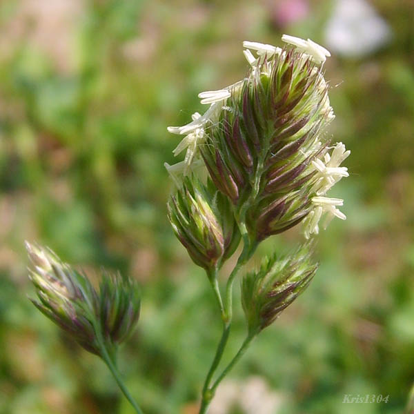 (Dactylis glomerata)