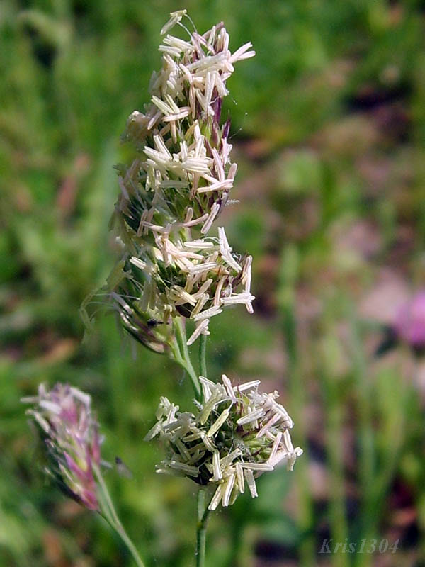(Dactylis glomerata)