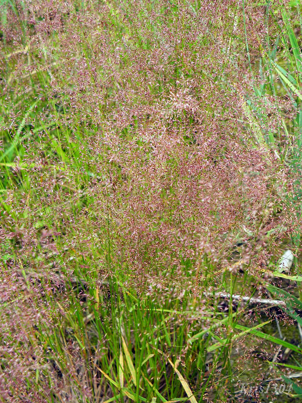 (Agrostis capillaris)