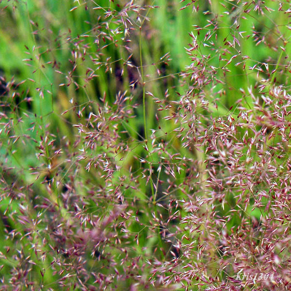 (Agrostis capillaris)