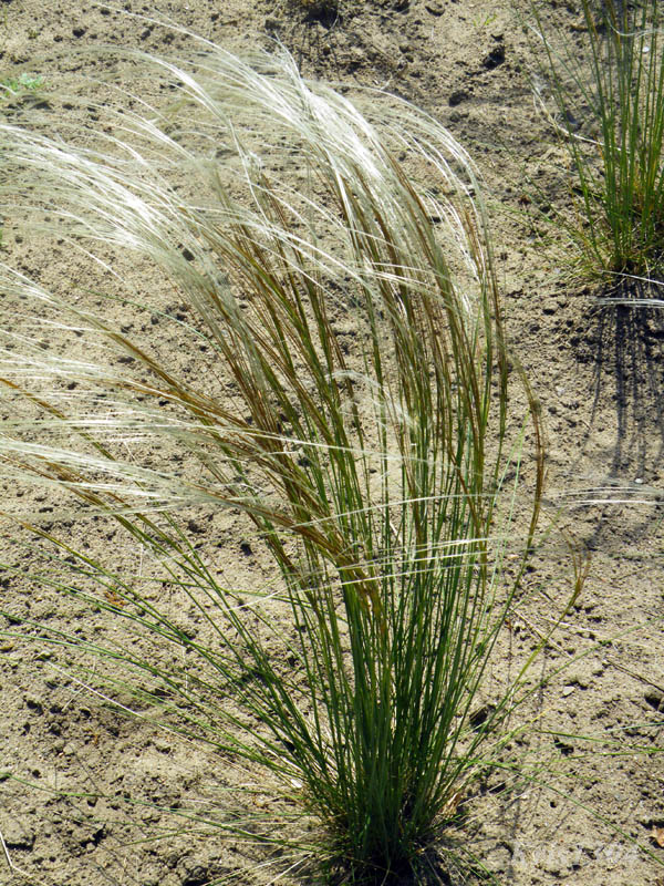 (Stipa joannis)