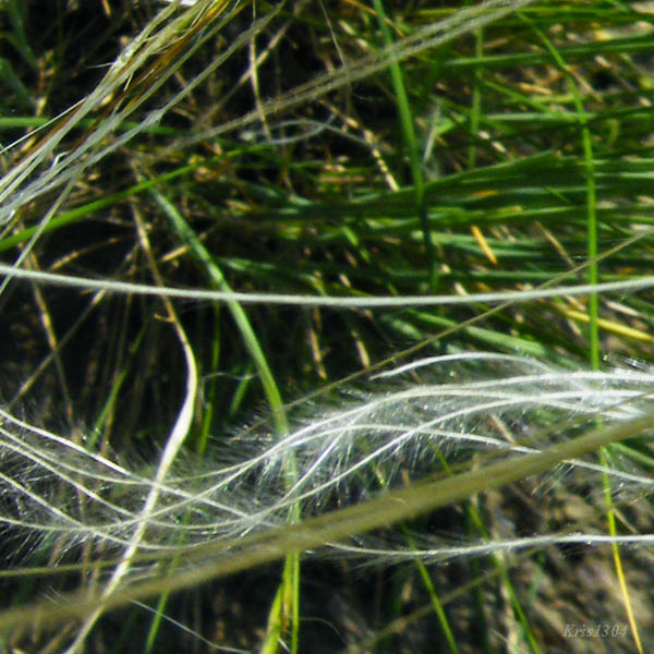 (Stipa joannis)