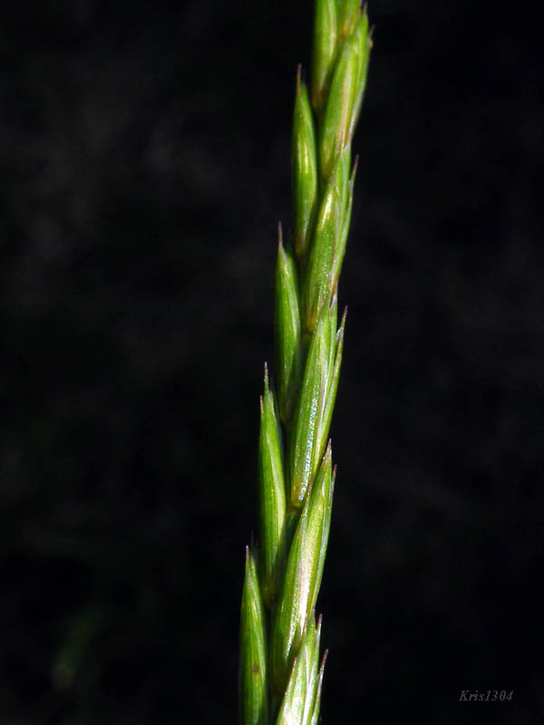 (Elymus repens)