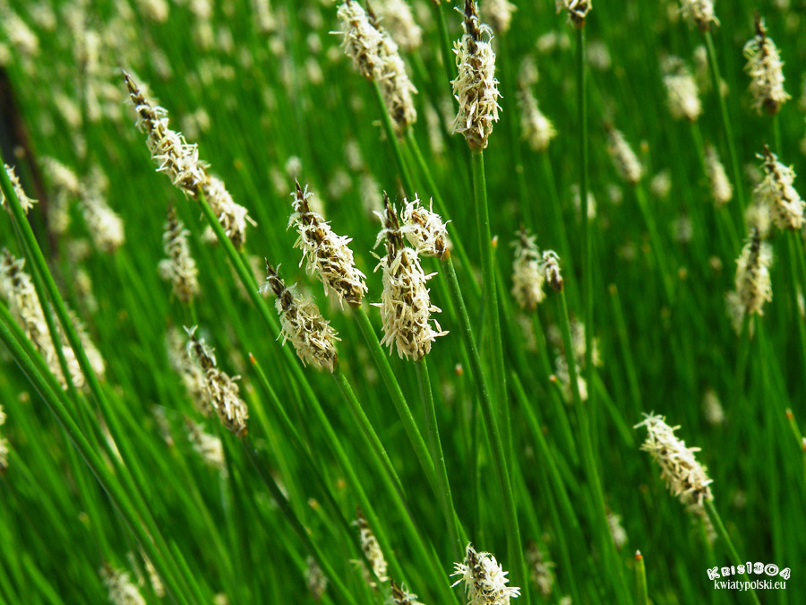 (Eleocharis palustris)