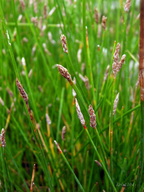 (Eleocharis palustris)