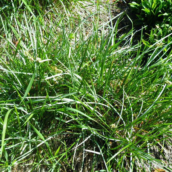 sesleria skalna