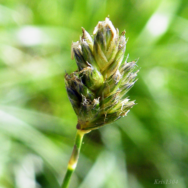 sesleria skalna