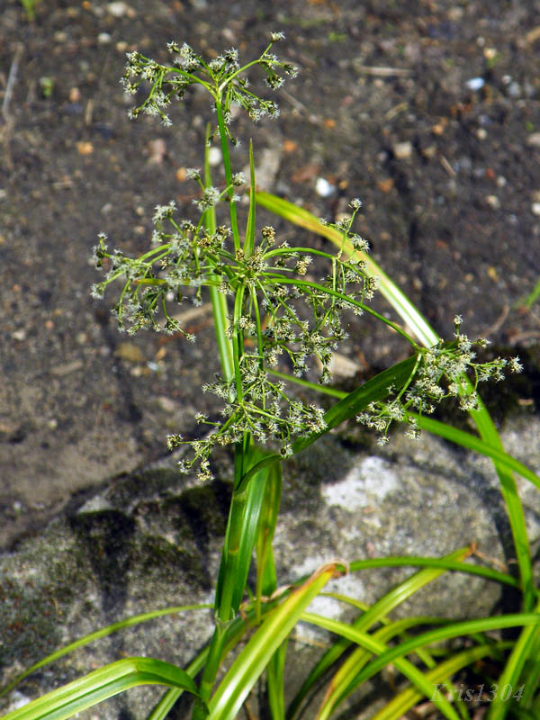 (Scirpus sylvaticus)