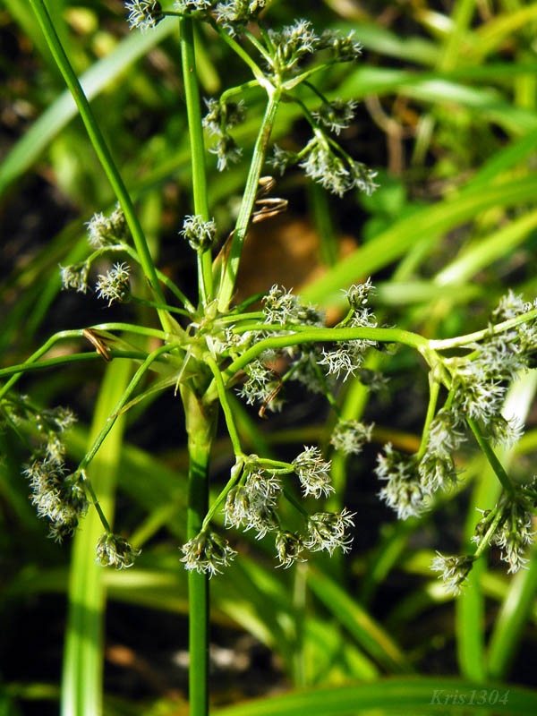 (Scirpus sylvaticus)