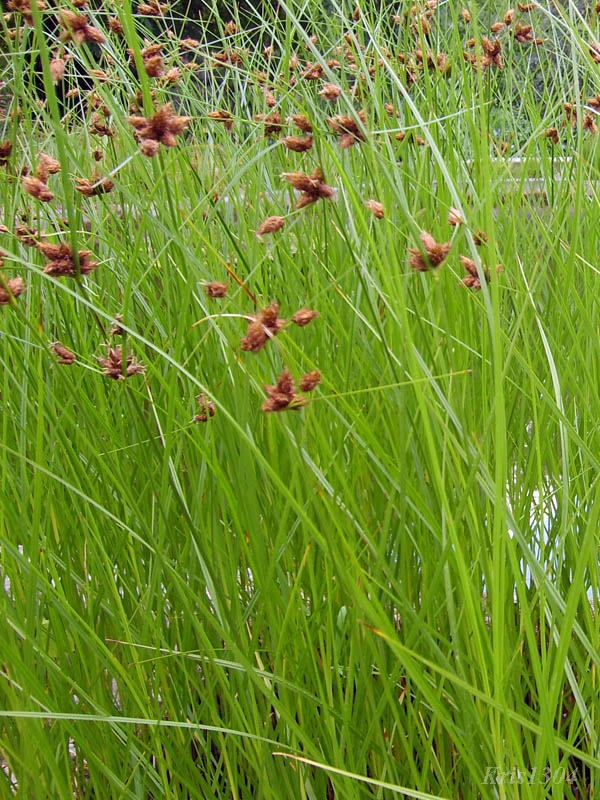 (Bolboschoenus maritimus)