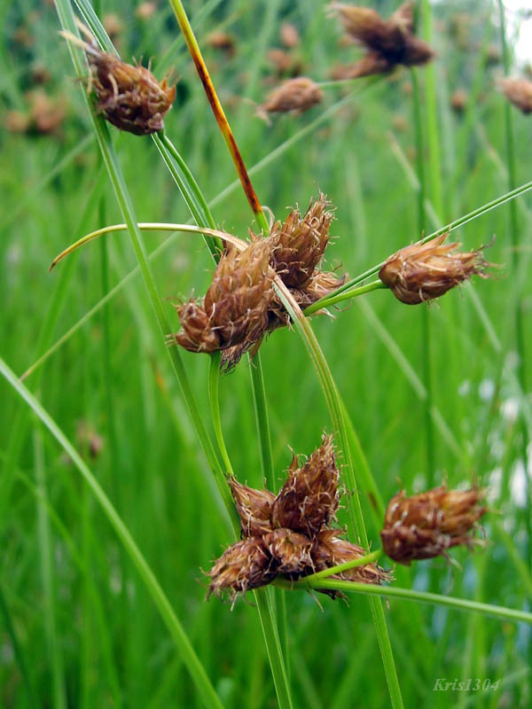 (Bolboschoenus maritimus)