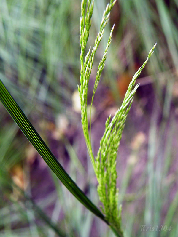 (Deschampsia caespitosa)