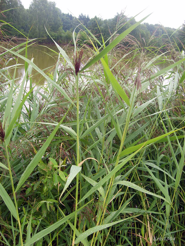 (Phragmites australis)