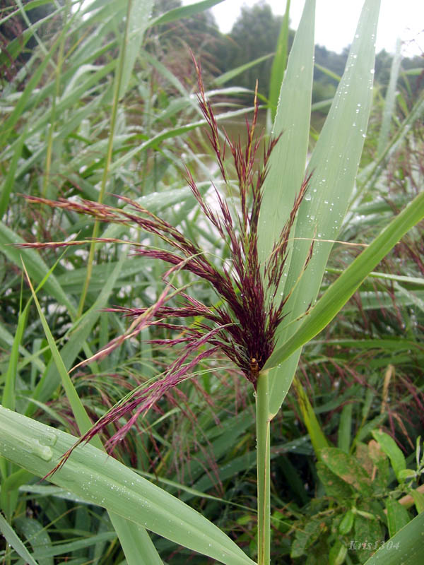 (Phragmites australis)