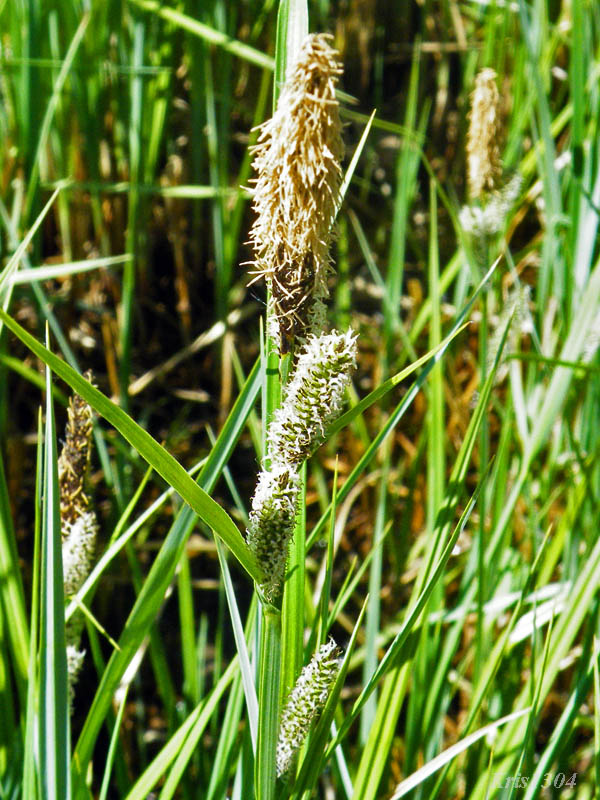 (Carex acutiformis)